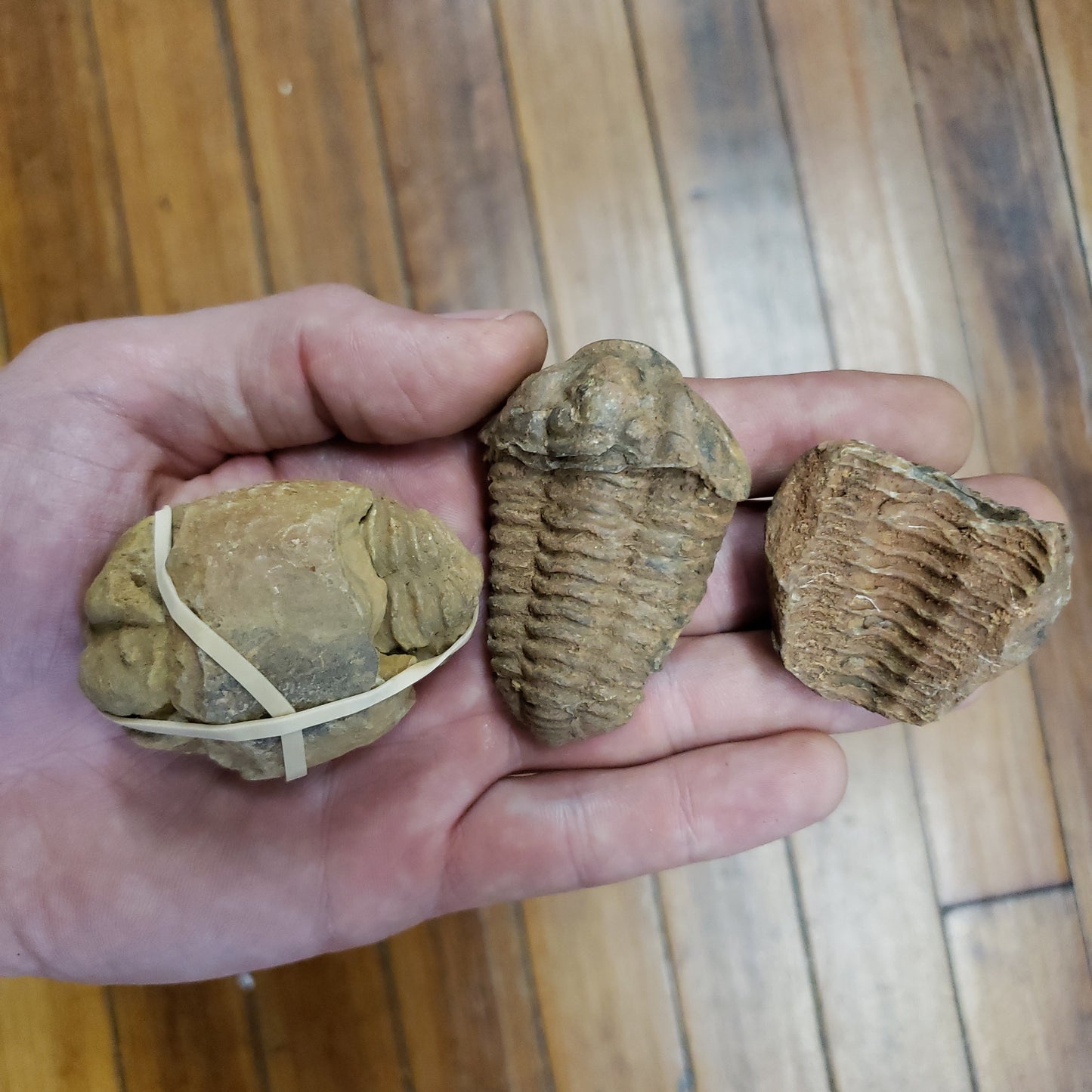 Trilobites
