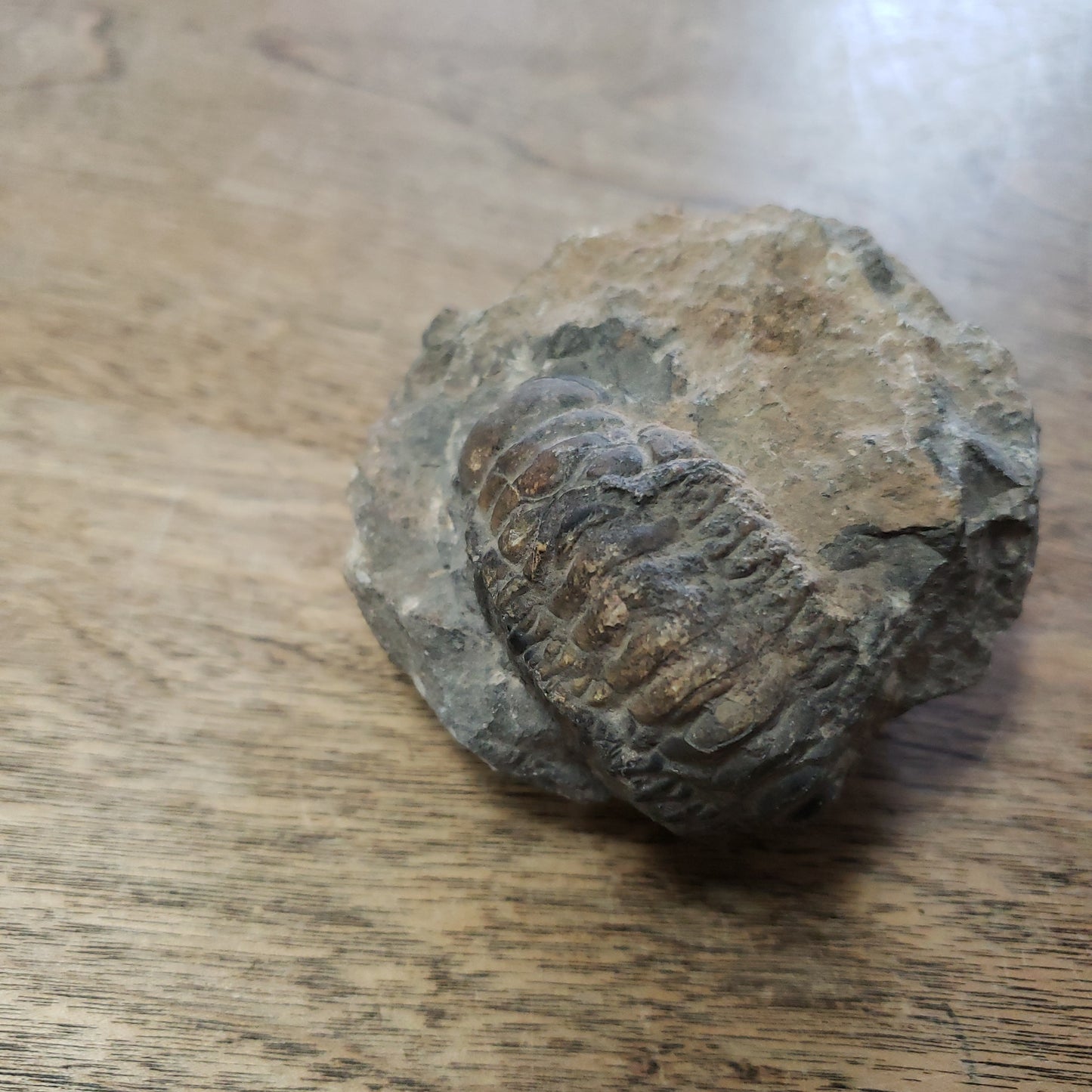 Trilobites