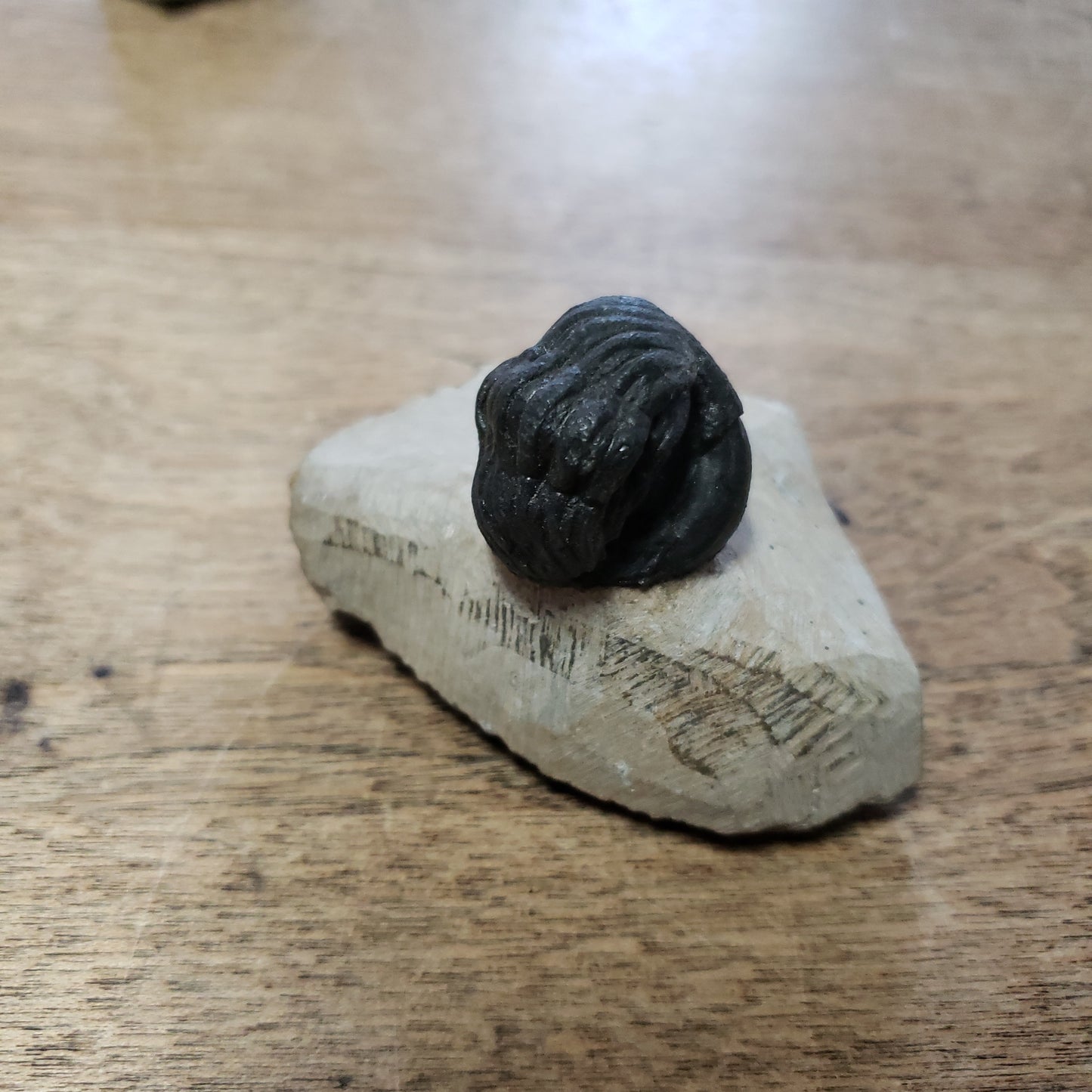 Trilobites