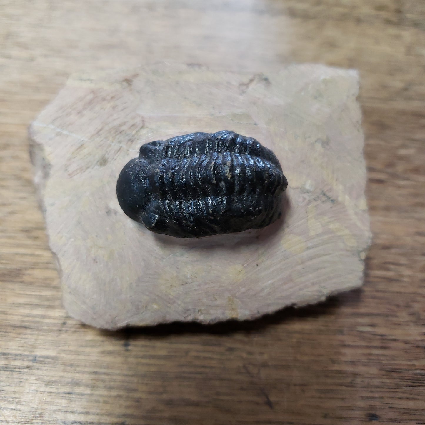 Trilobites