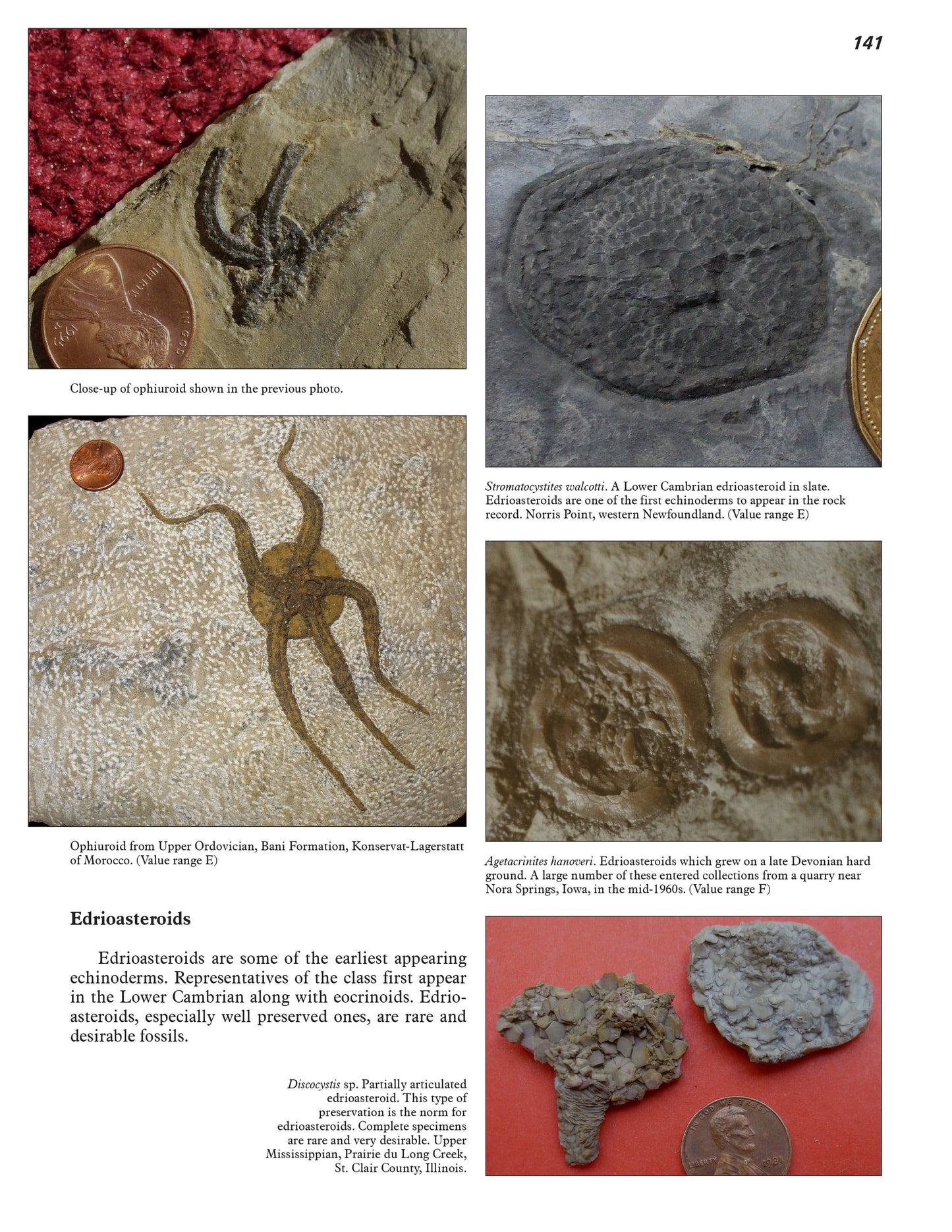 More Paleozoic Fossils