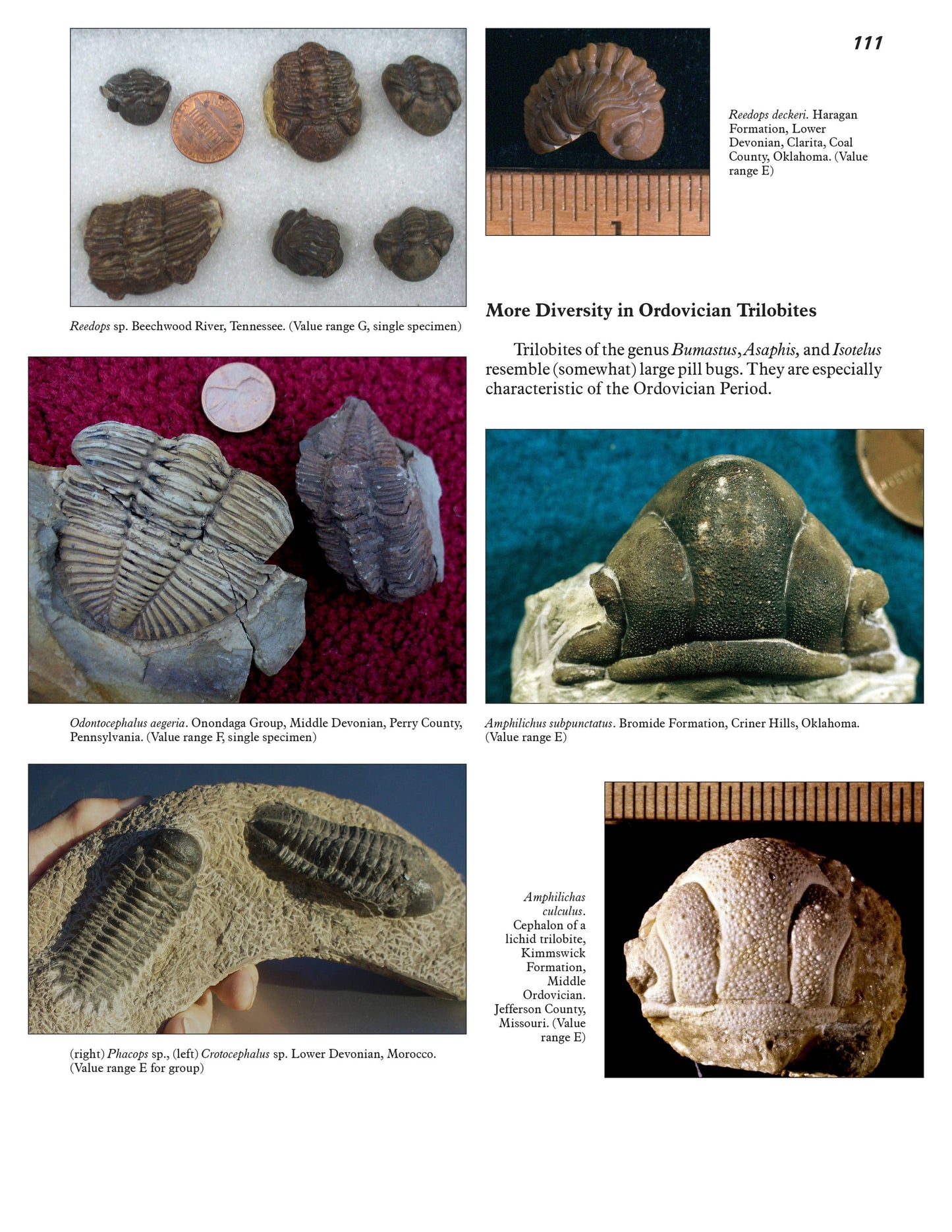More Paleozoic Fossils