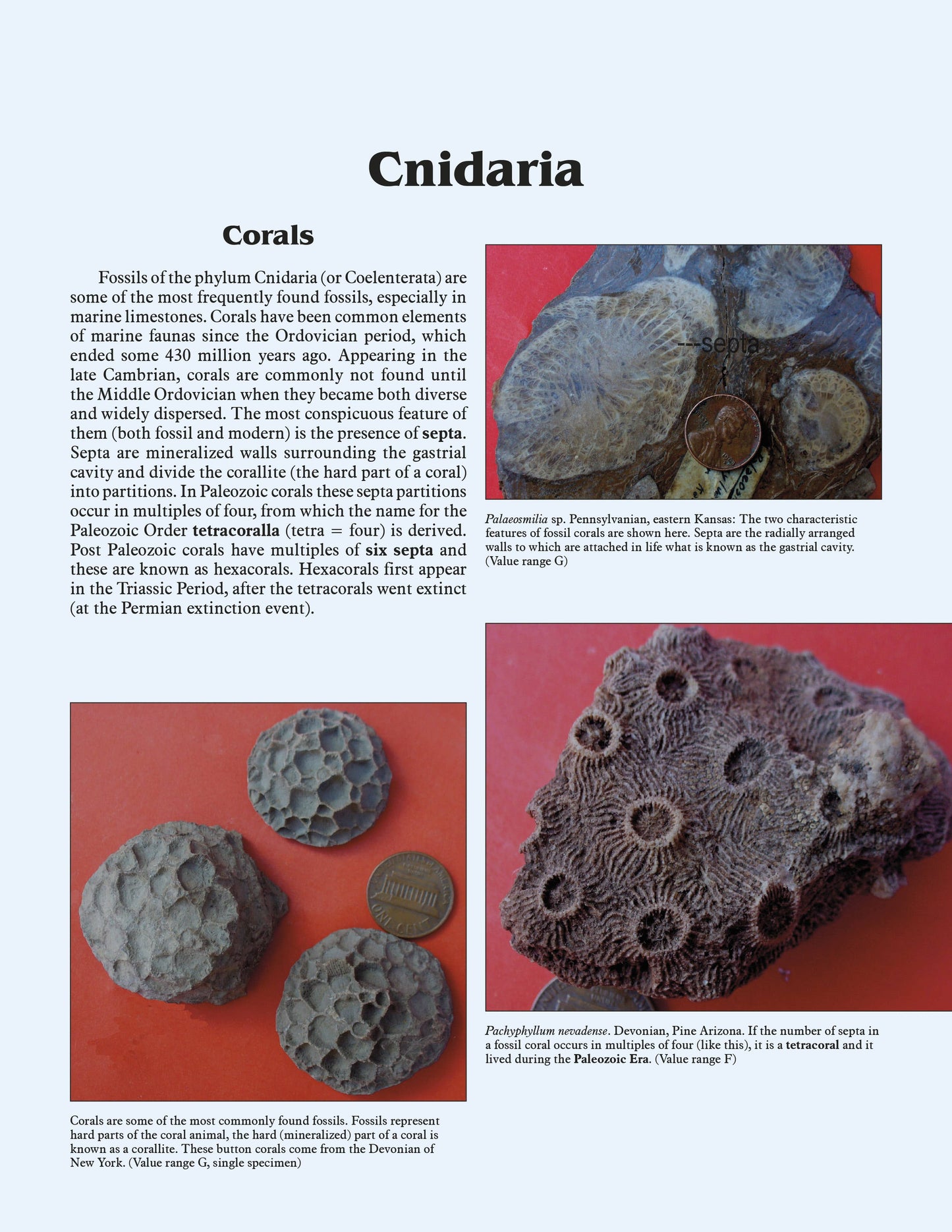 More Paleozoic Fossils