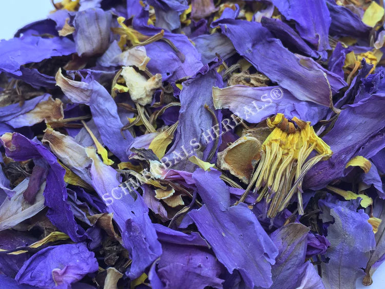 Blue Lily, Deep Purple Thai, Petals and Stamens