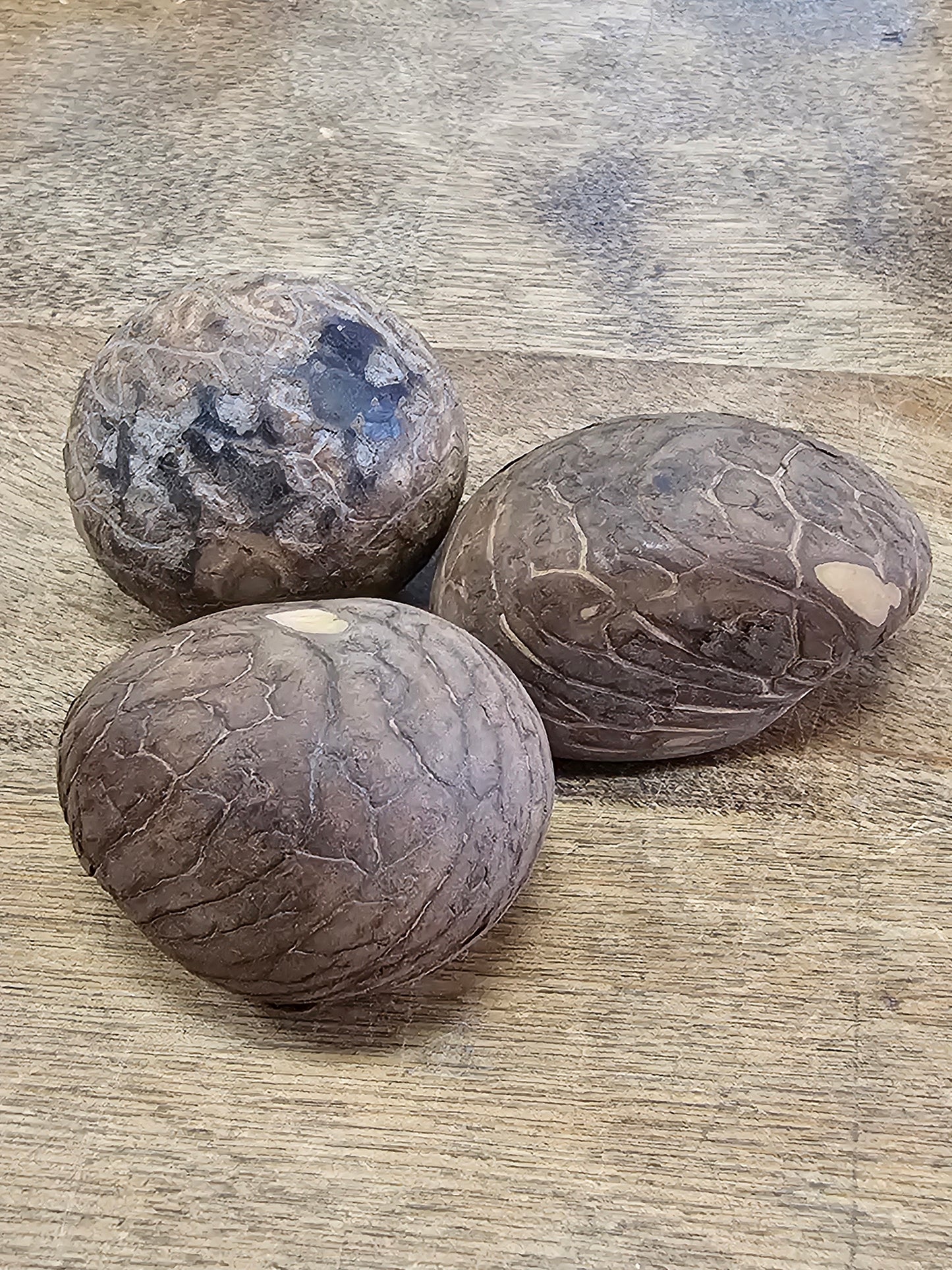 Tagua Nut