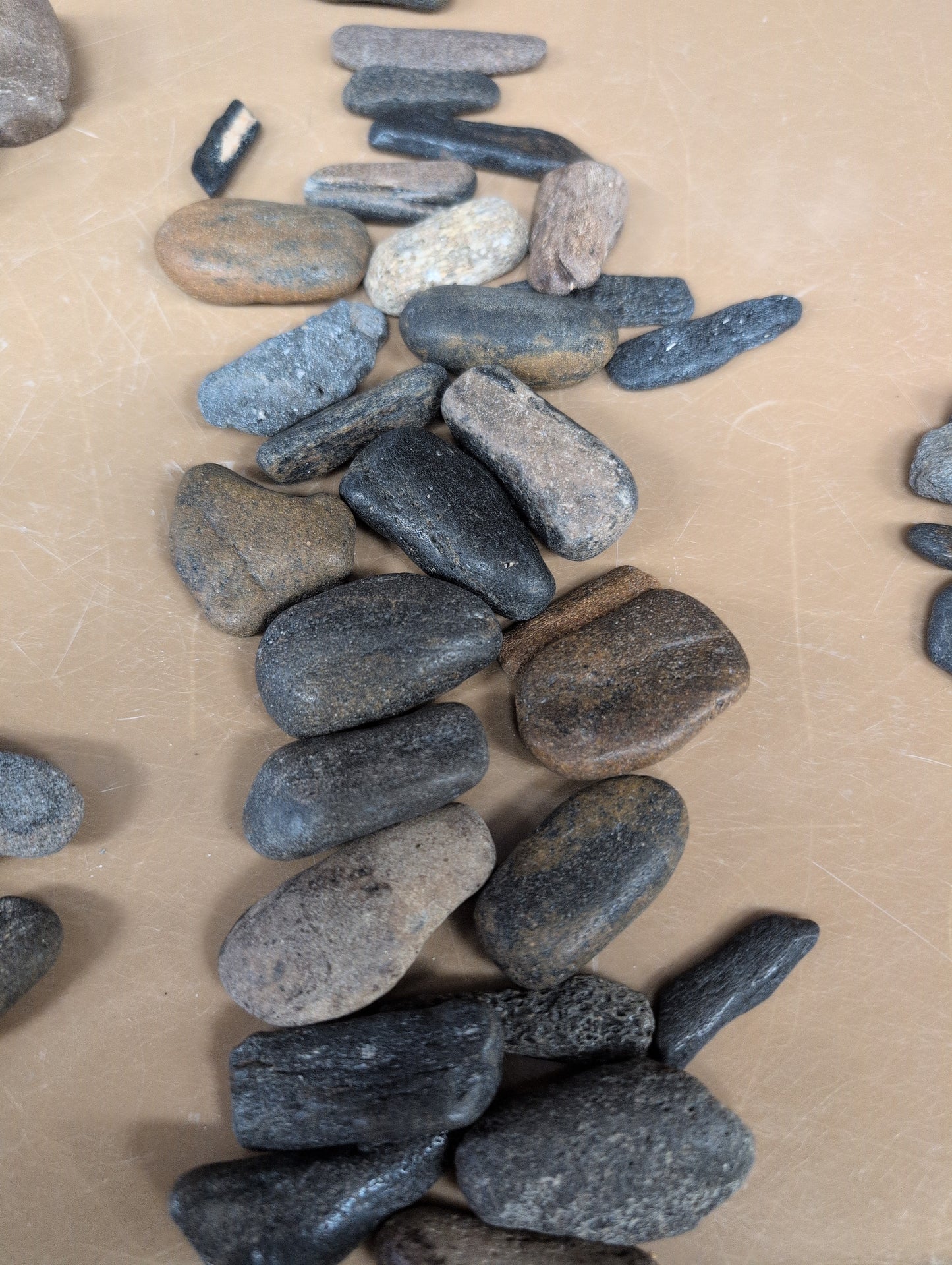 Fossils from Florida