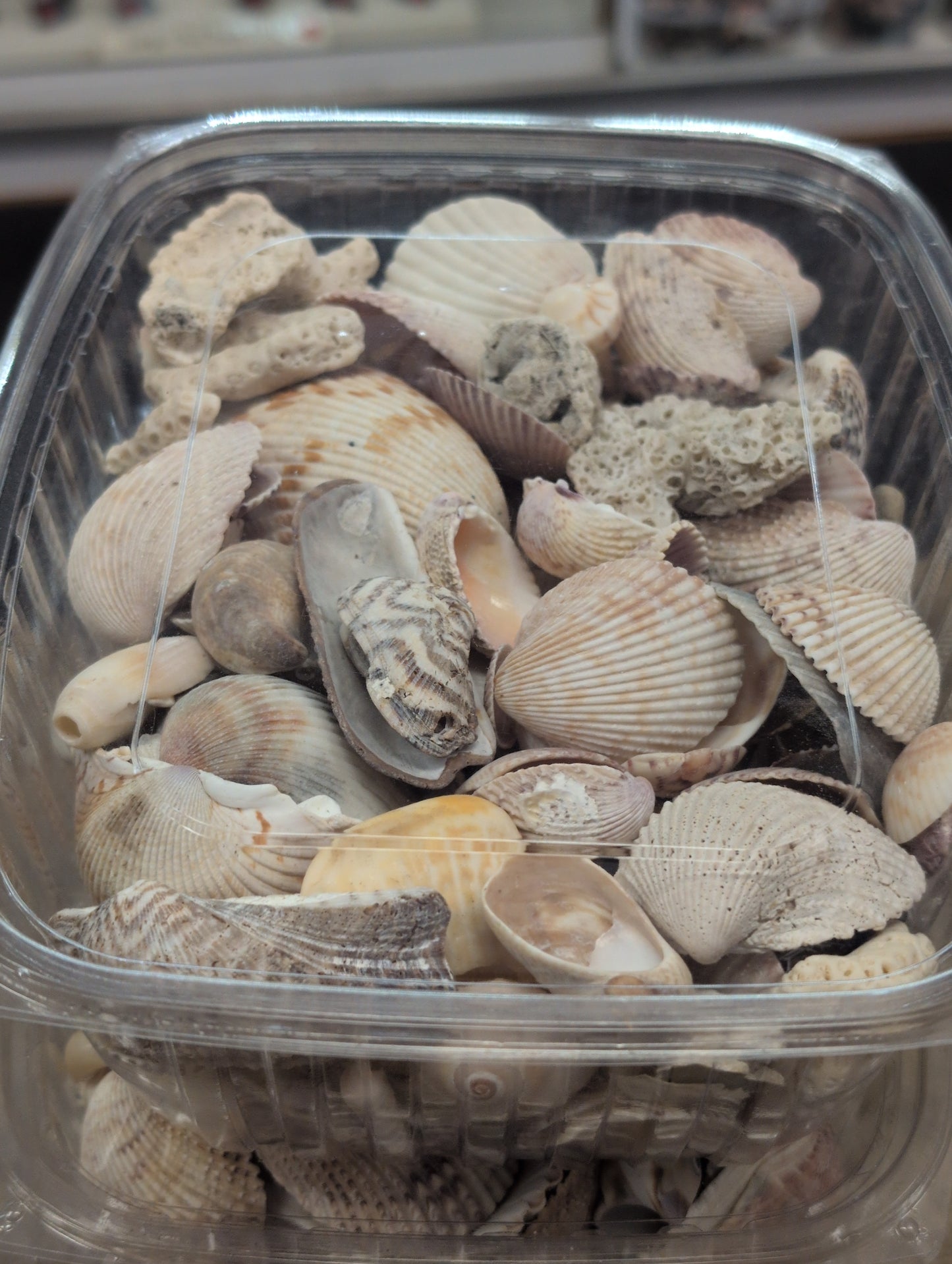 Bulk Sea Shells
