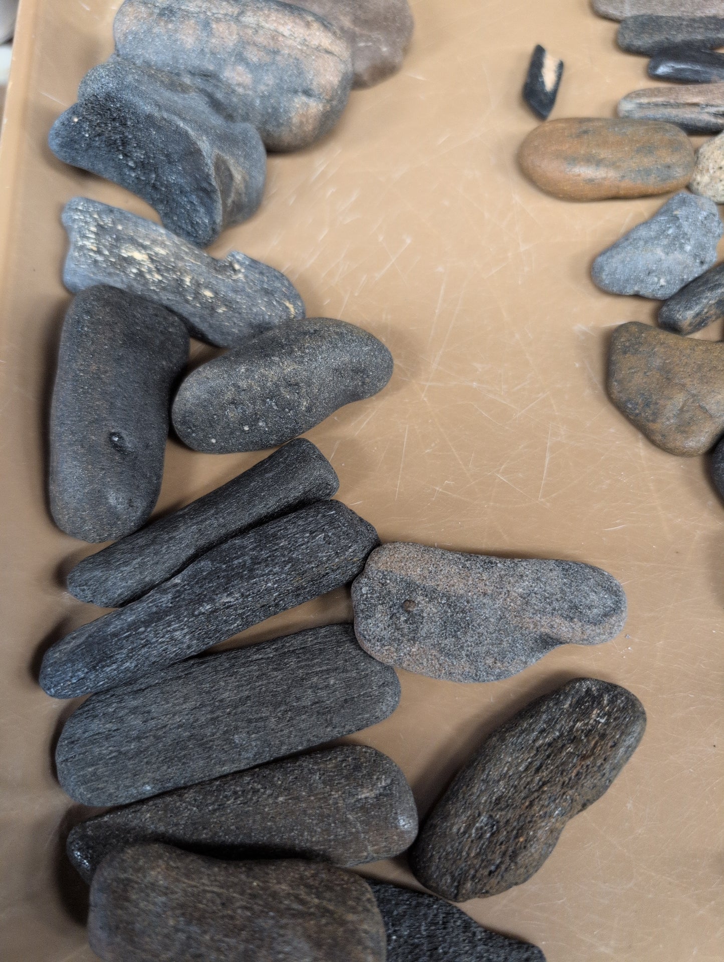 Fossils from Florida