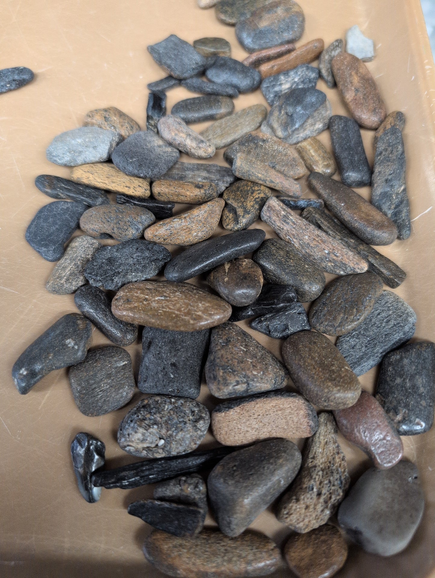 Fossils from Florida