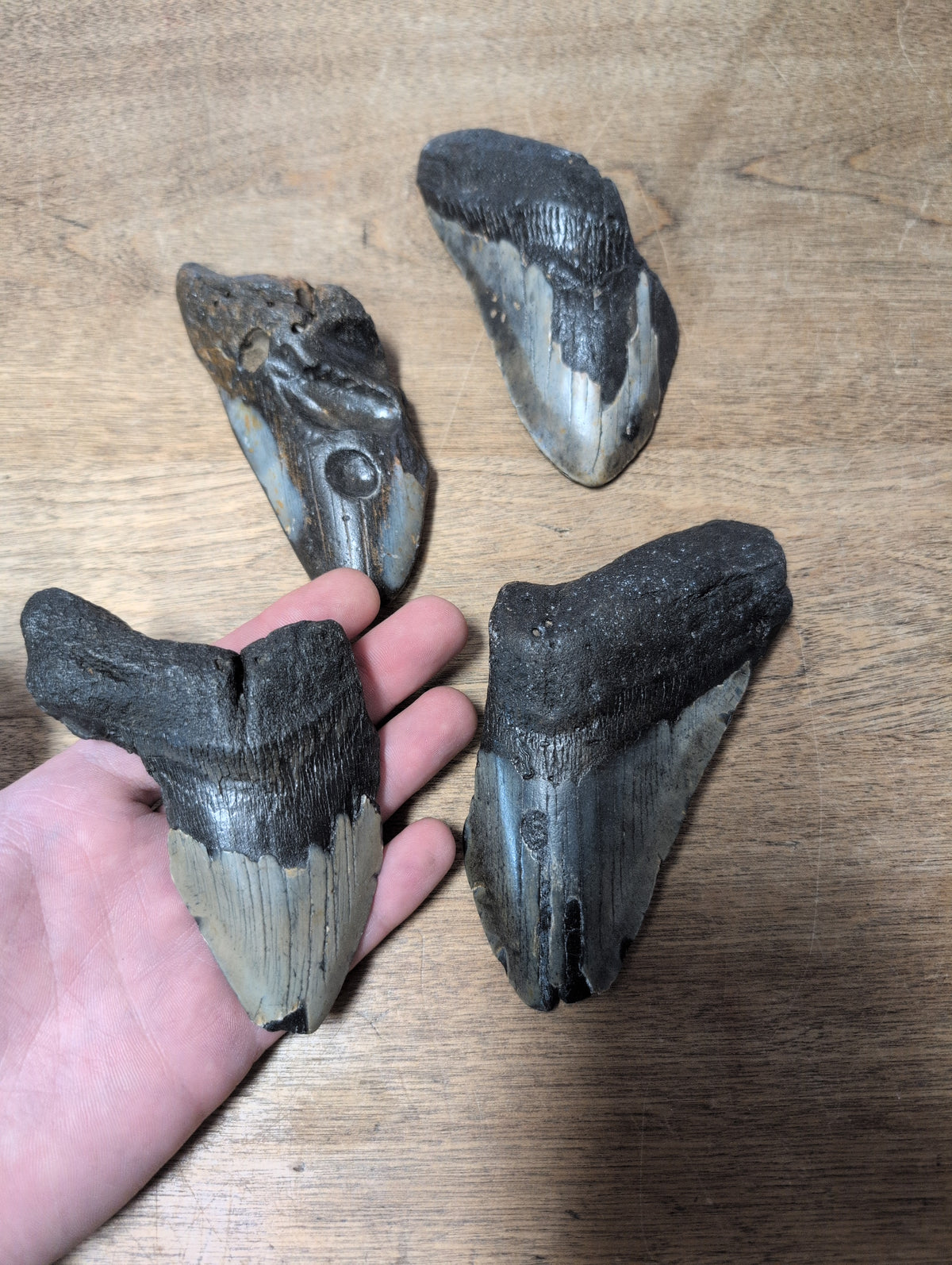 Megladon Fossil Shark Tooth