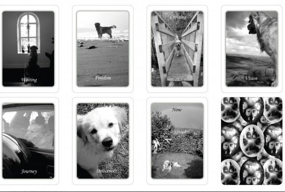 SIMPLE WISDOM OF THE HOUSEHOLD DOG : An Oracle Emily Carding
