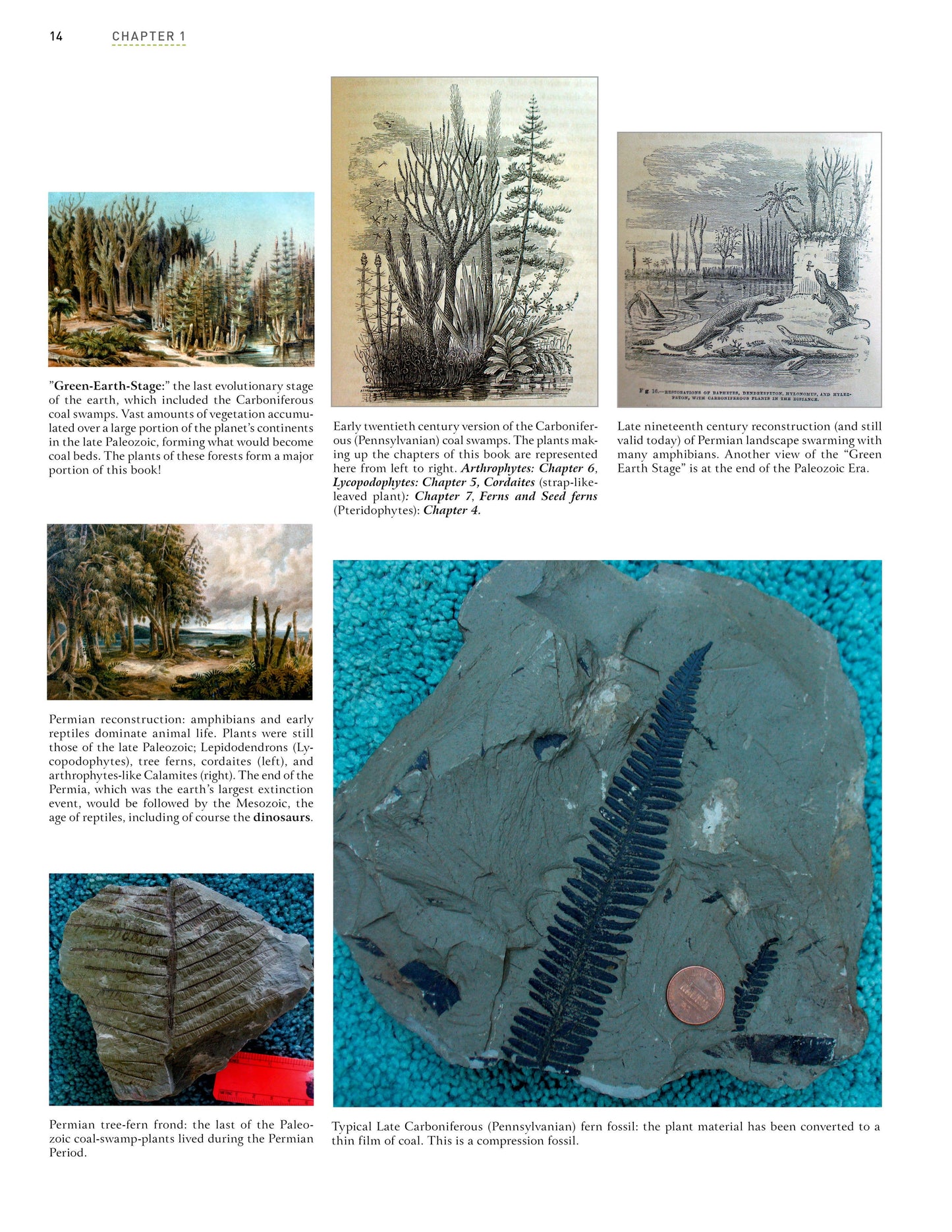 Paleozoic Fossil Plants
