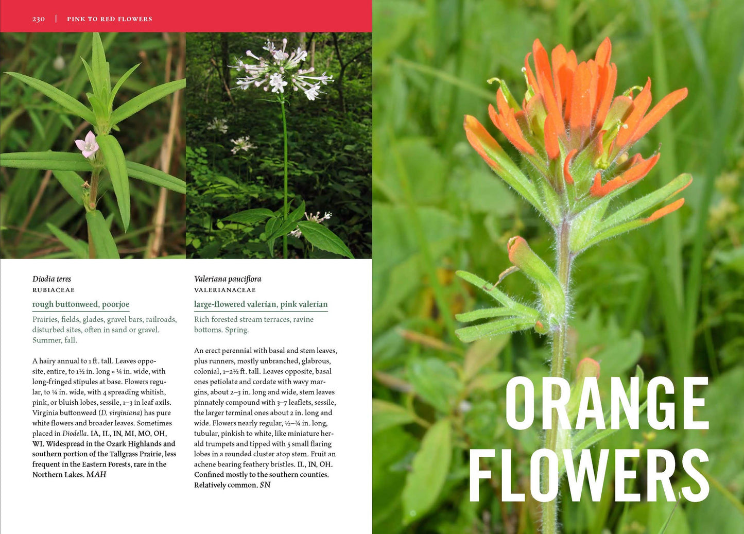 Wildflowers of the Midwest