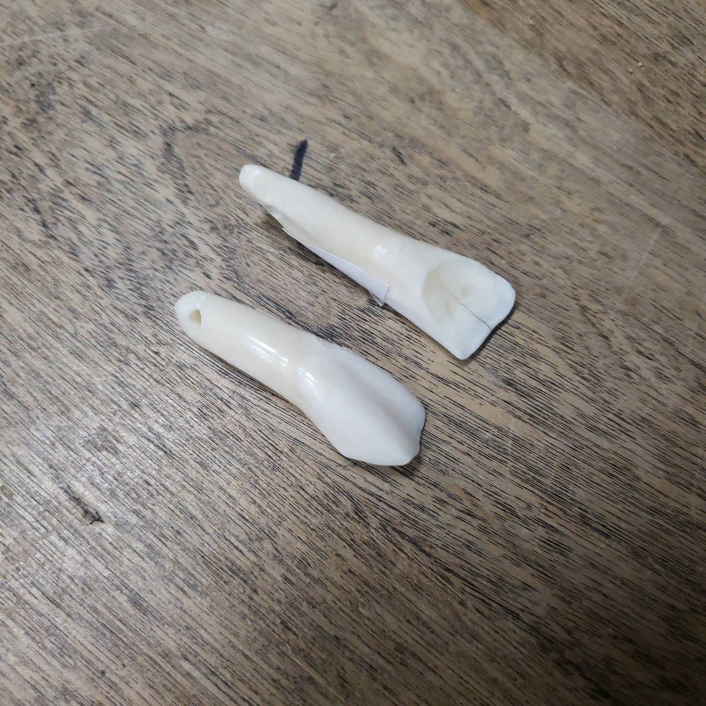 Water Buffalo Tooth Teeth