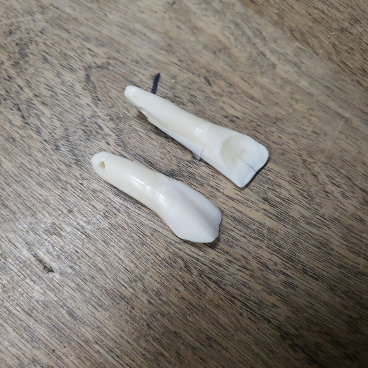 Water Buffalo Tooth Teeth