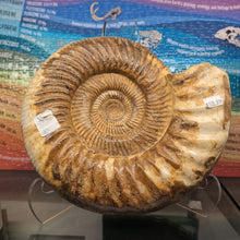 Load image into Gallery viewer, Ammonite