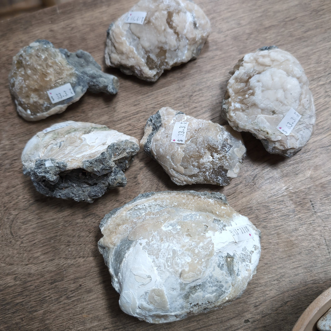 Fossil Clams with Calcite from Florida