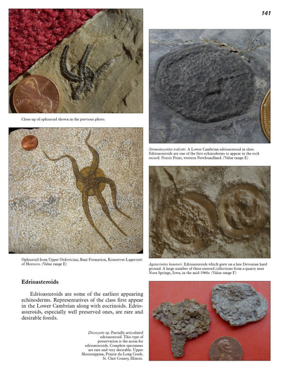 More Paleozoic Fossils