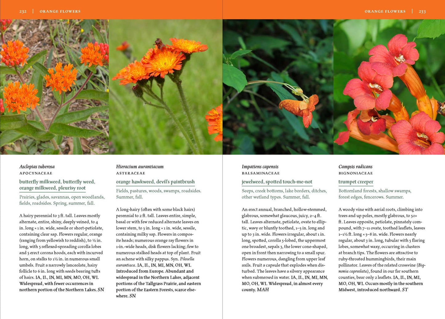 Wildflowers of the Midwest