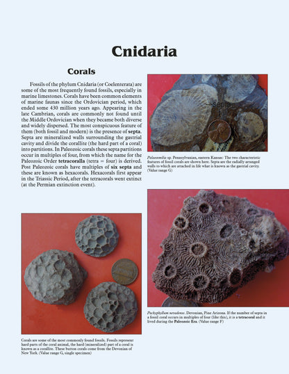 More Paleozoic Fossils