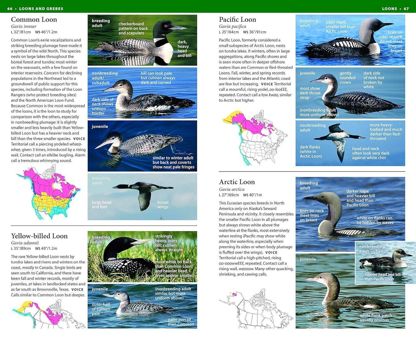 NWF Field Guide to Birds of North America