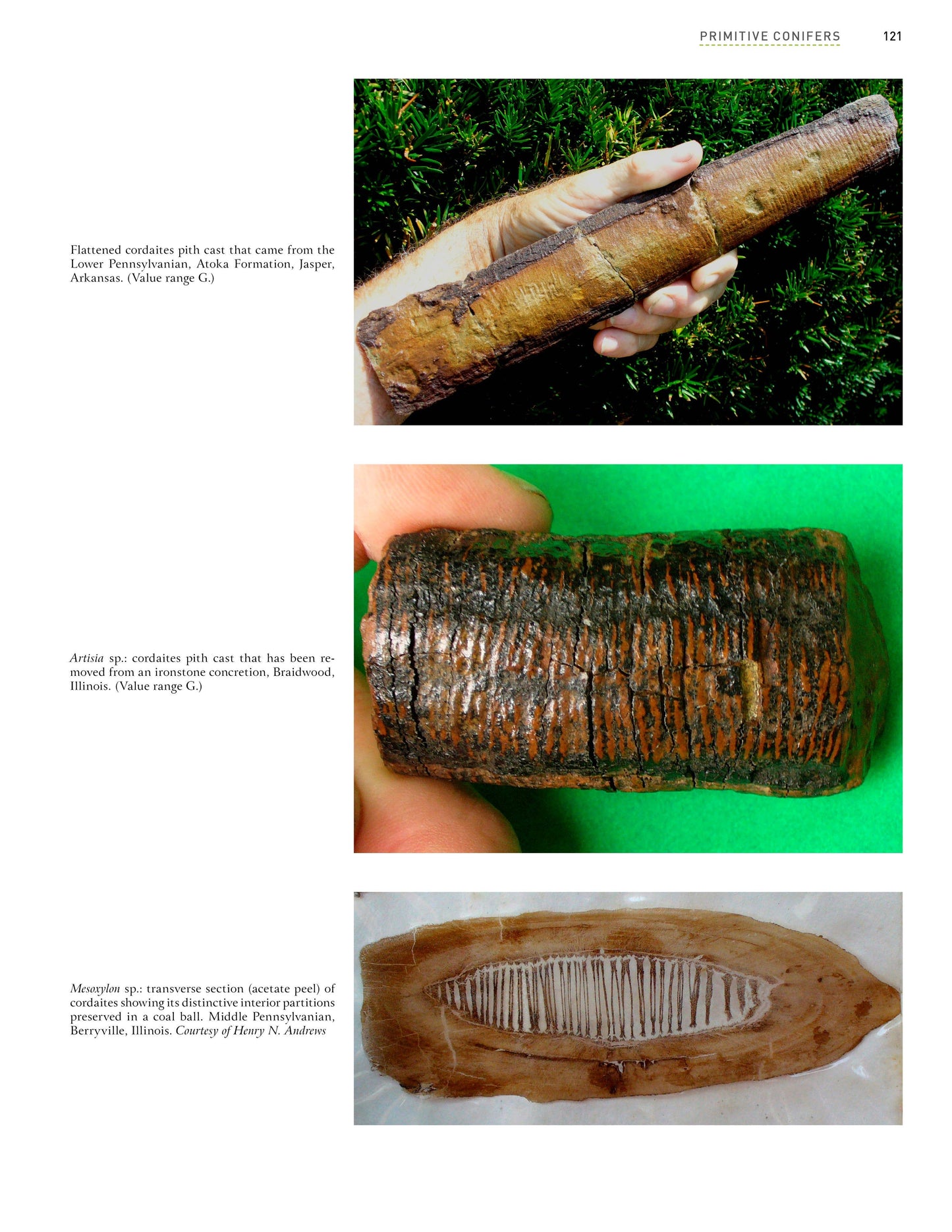Paleozoic Fossil Plants