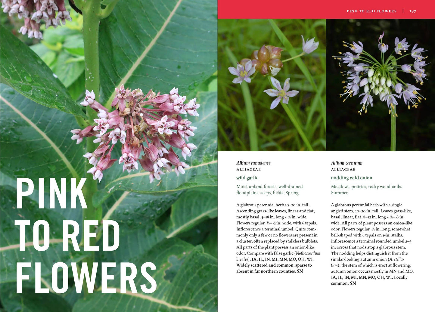 Wildflowers of the Midwest