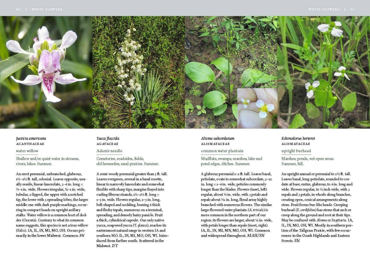 Wildflowers of the Midwest