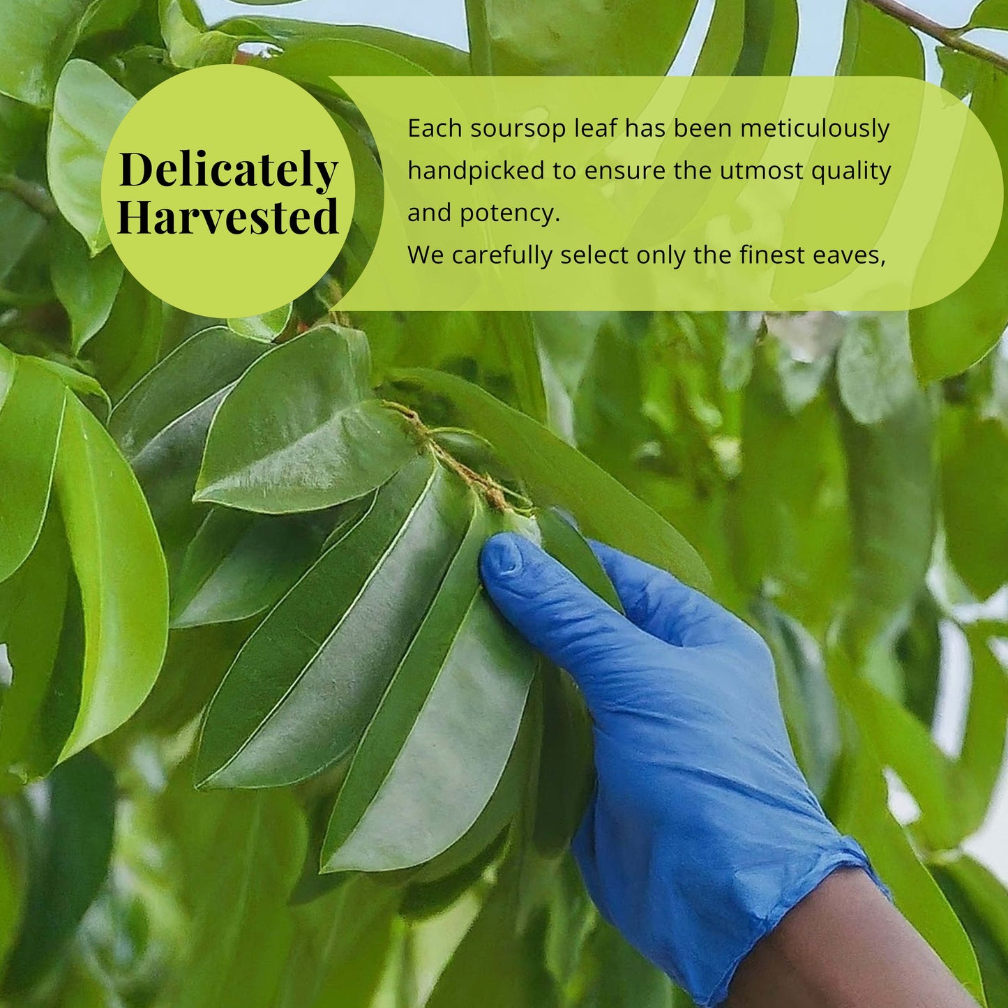 Bulk Soursop Leaves, Hojas de Guanabana Dried Graviola Leaf.