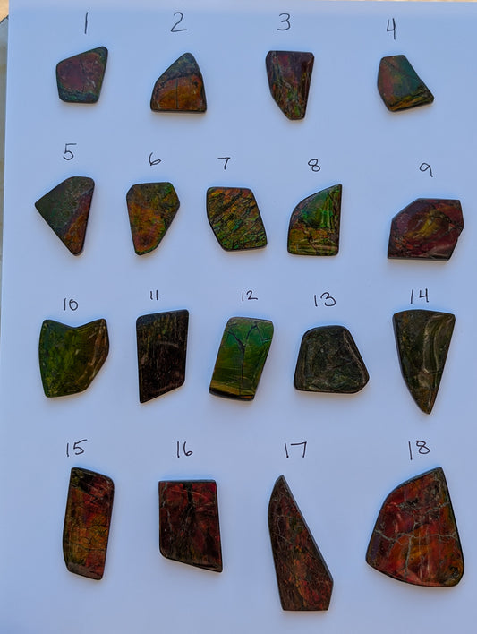 Ammolite
