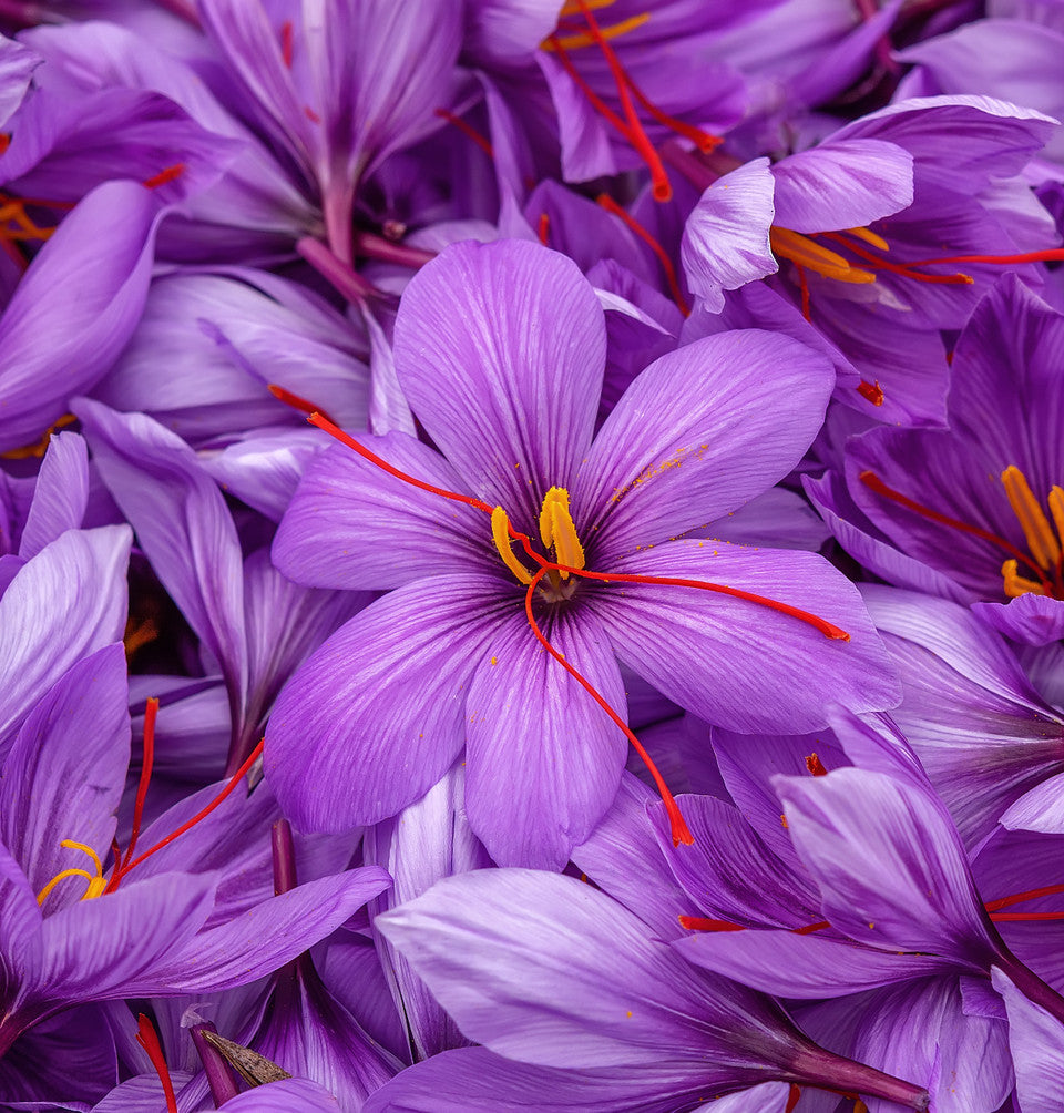 Saffron Threads Organic