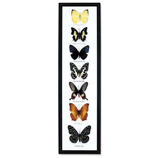 Butterfly Specimens Framed - BTF7