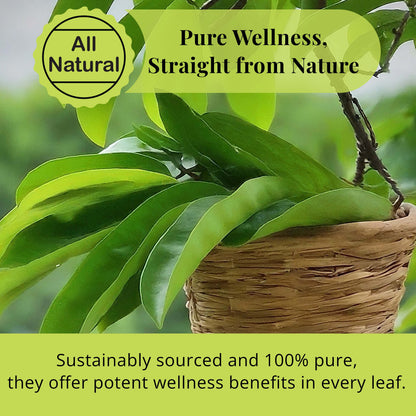 Bulk Soursop Leaves, Hojas de Guanabana Dried Graviola Leaf.