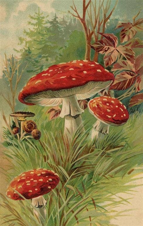 Magnet PL-78 Amanita Muscaria Mushroom