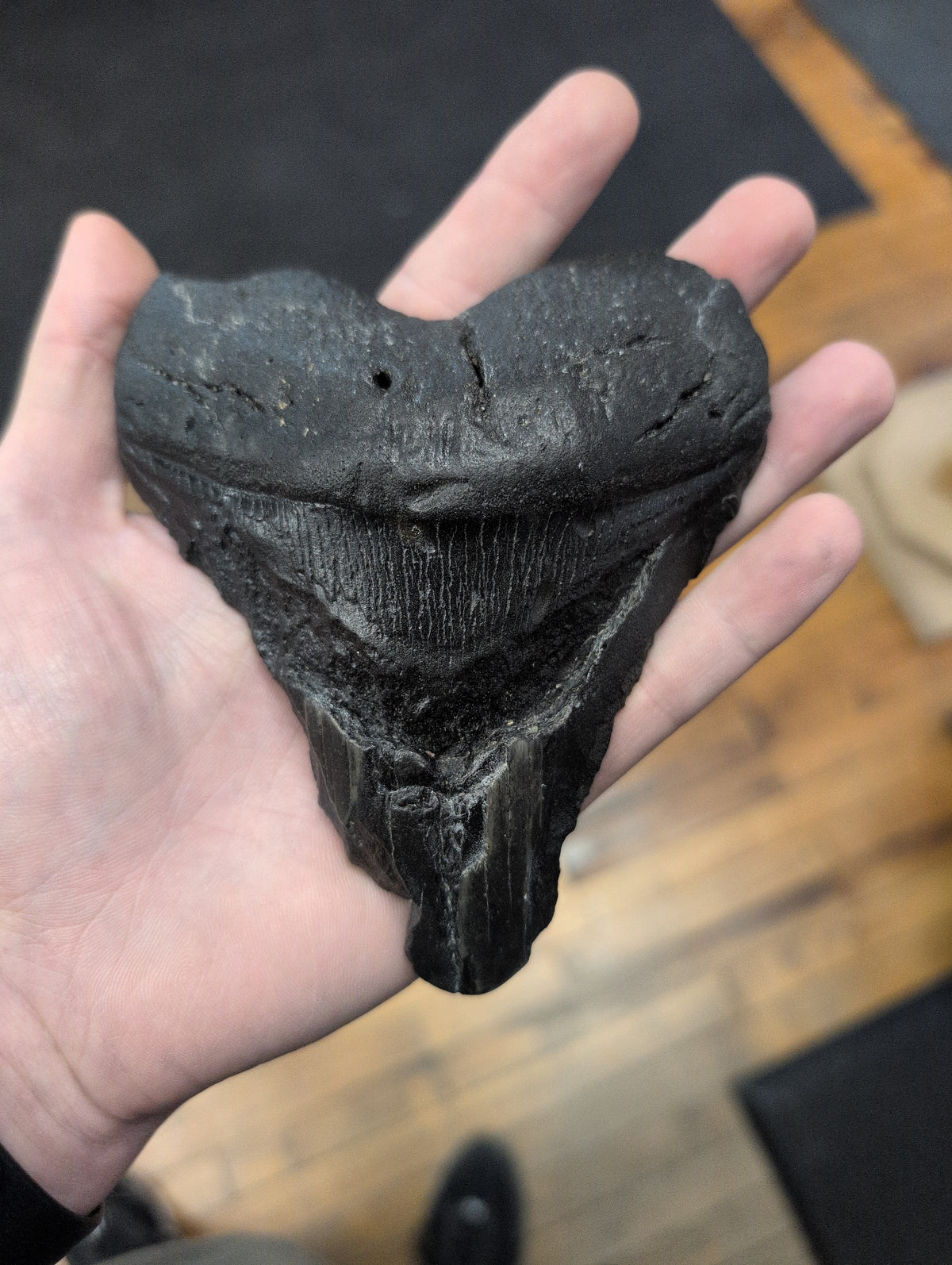 Megladon Fossil Shark Tooth
