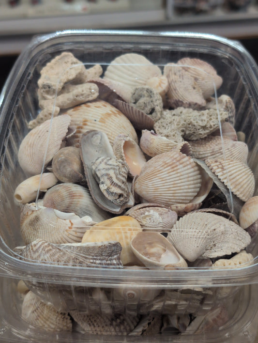 Bulk Sea Shells