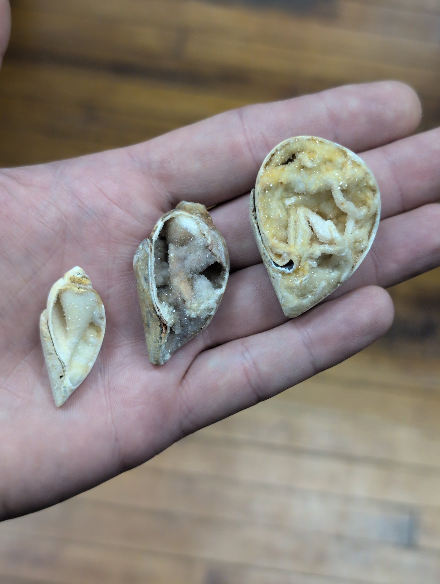 Druzy Fossil Shell