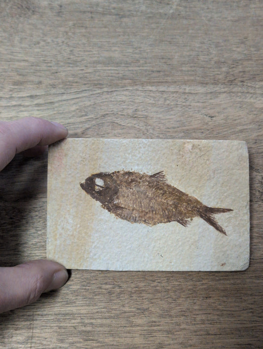 Fossil Fish Wyoming