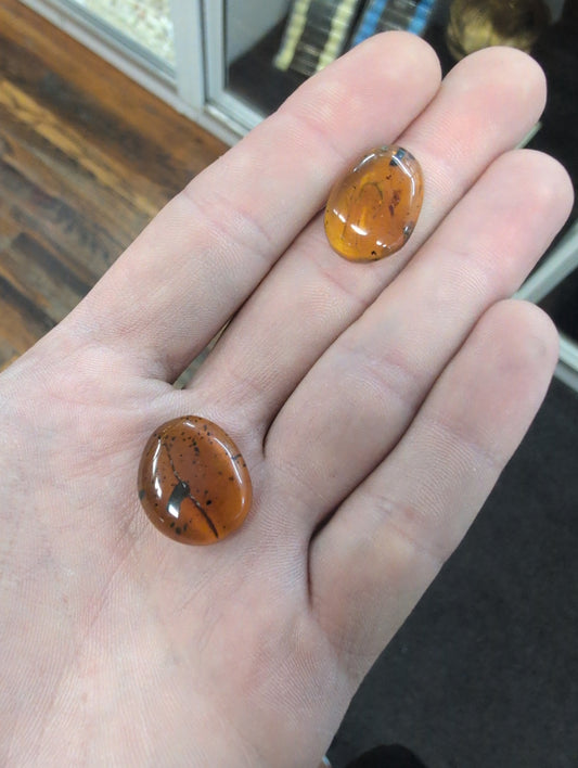 Amber with Insects Polished