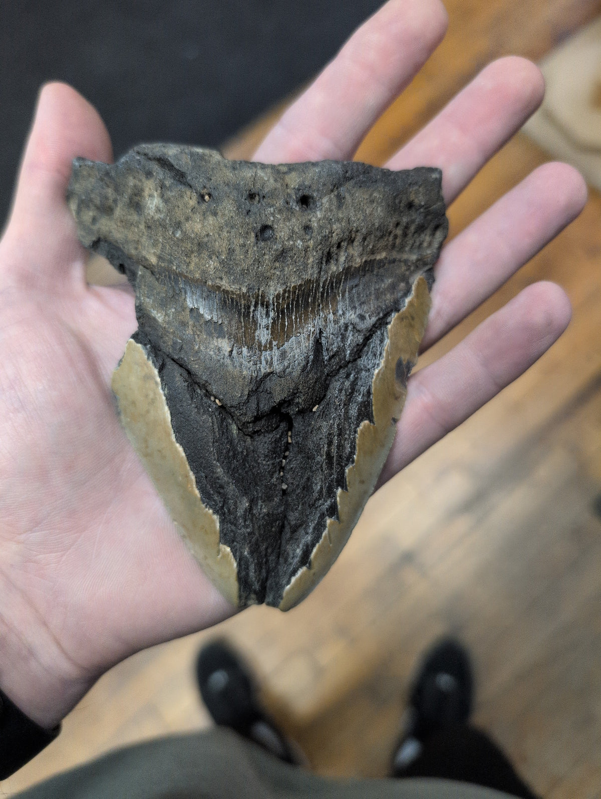 Megladon Fossil Shark Tooth