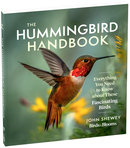 The Hummingbird Handbook Everything You Need to Know about These Fascinating Birds