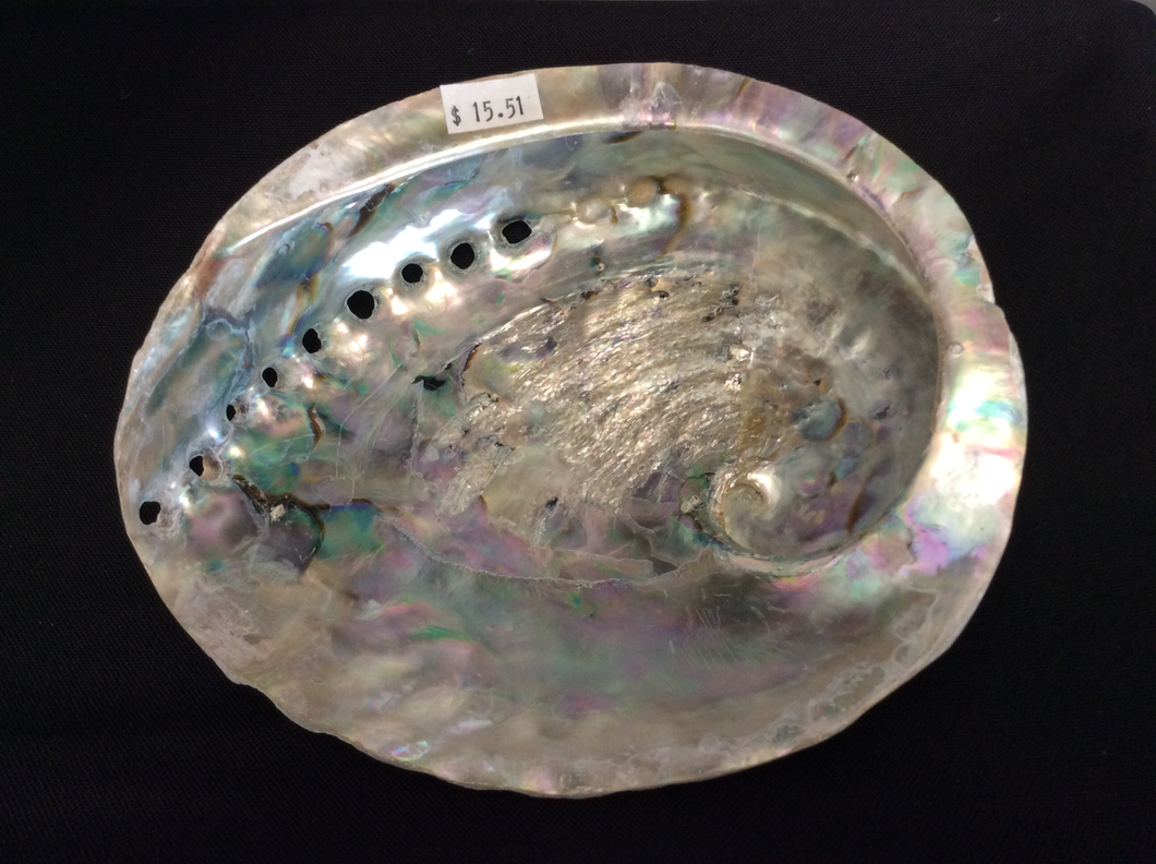 Abalone Shell