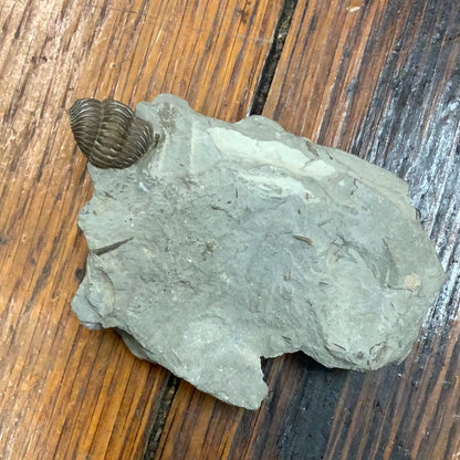 Trilobites