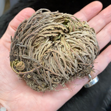 Load image into Gallery viewer, Resurrection Plant (Fake Flower of Jericho)