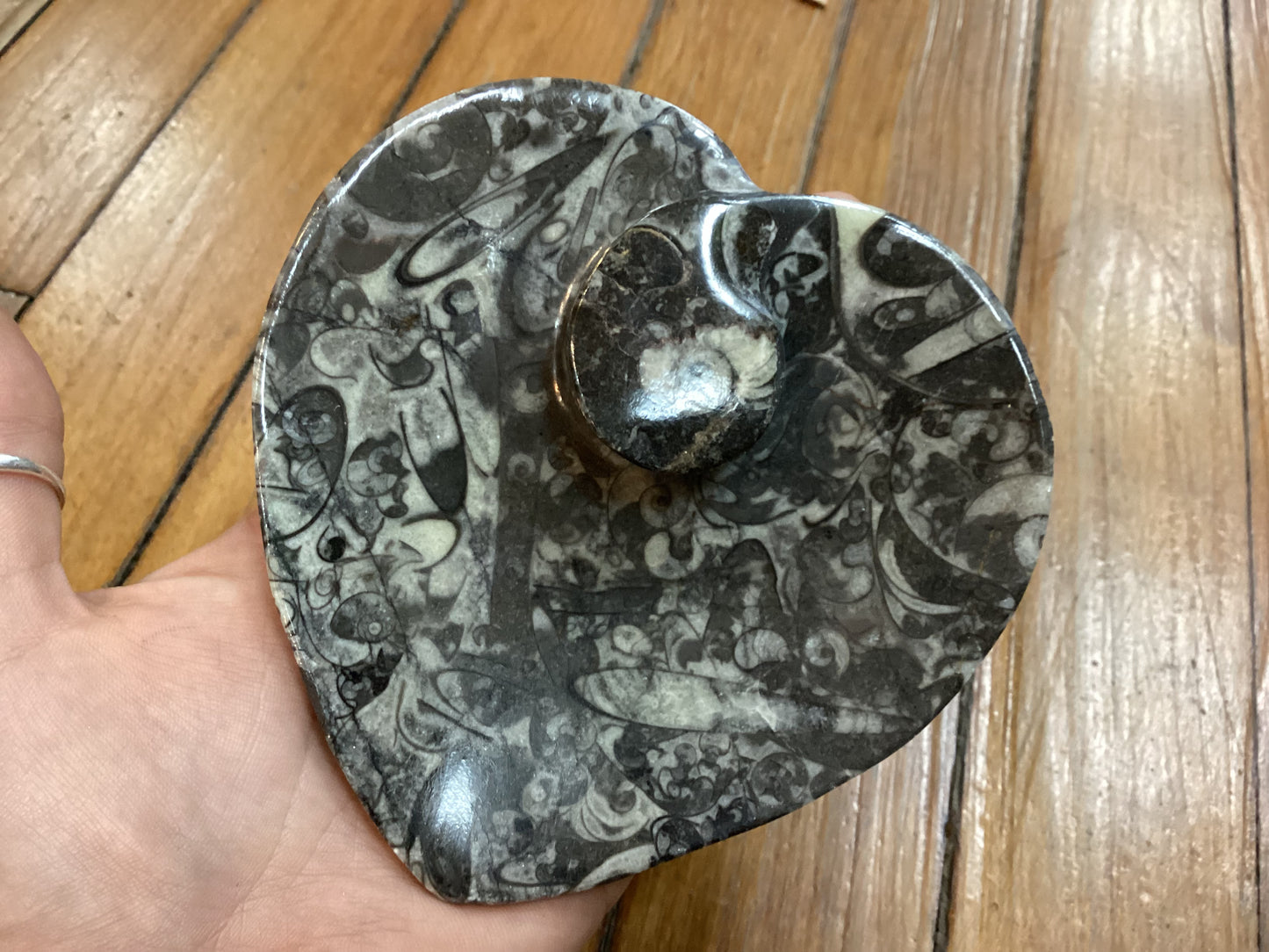 Orthoceras