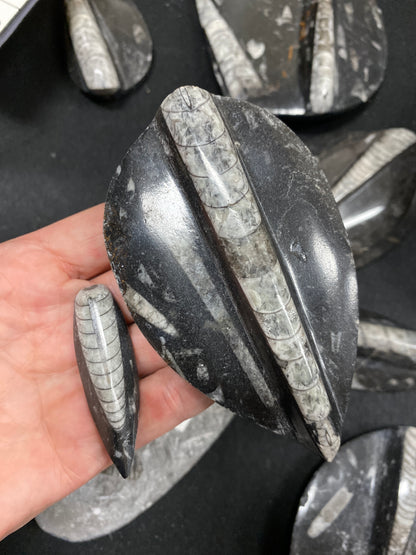 Orthoceras