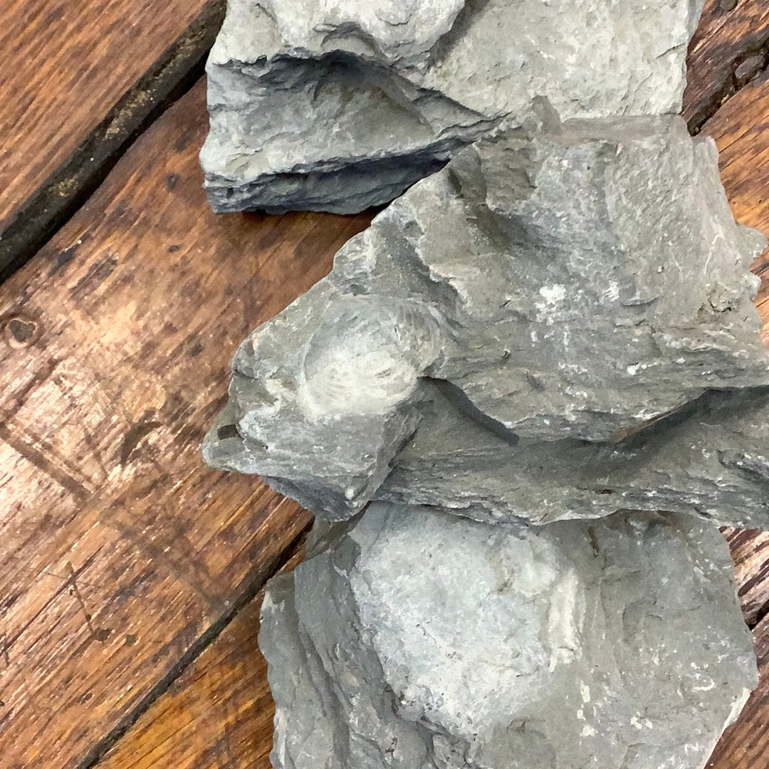 Trilobites
