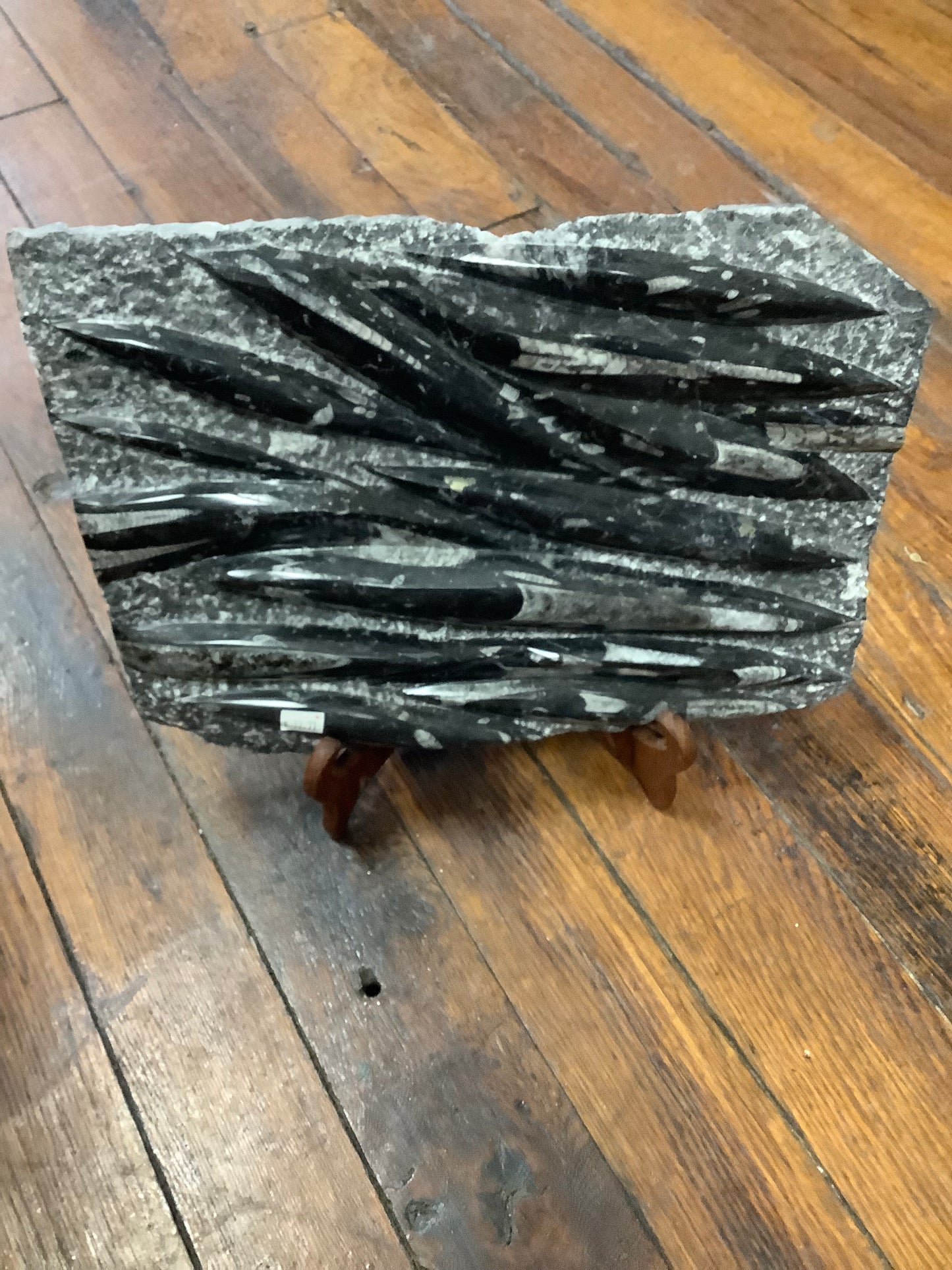 Orthoceras