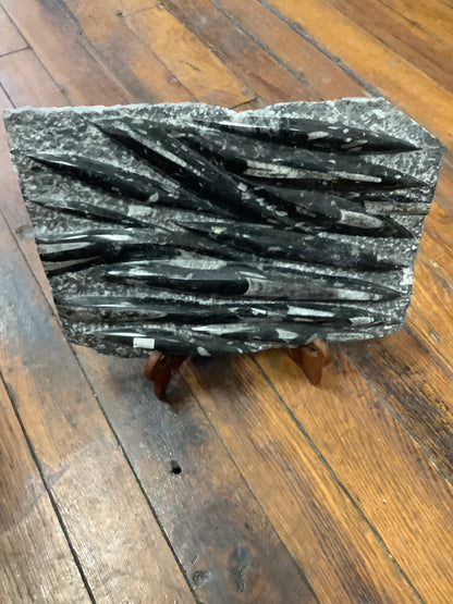 Orthoceras