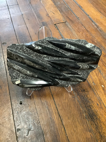Orthoceras